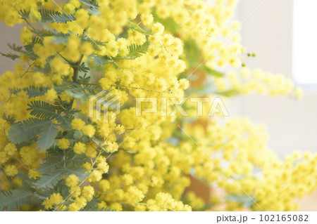ミモザの花のクローズアップ ミモザの花のクローズアップ 102165082