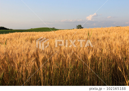 収穫間近な黄金色の麦畑 収穫間近な黄金色の麦畑 102165188
