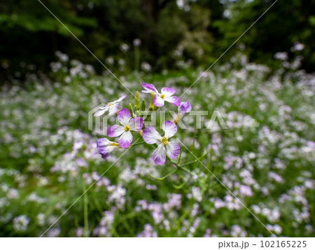 春に咲くハマダイコン(浜大根)の花 春に咲くハマダイコン(浜大根)の花 102165225