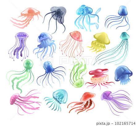 Colorful Jellyfish with Umbrella-shaped Bell and Trailing Tentacles Vector Set Colorful Jellyfish with Umbrella-shaped Bell and Trailing Tentacles Vector Set 102165714