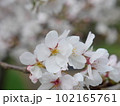 桜咲く 102165761