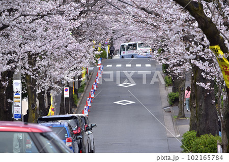 世田谷用賀・神学院下の桜並木 102165784