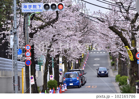 世田谷用賀・神学院下の桜並木 102165786