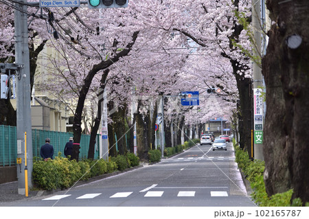 世田谷・西用賀通りの桜並木 102165787