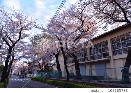 世田谷・上用賀西用賀通りの桜並木 世田谷・上用賀西用賀通りの桜並木 102165788