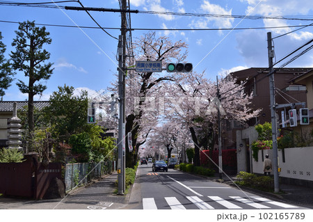 世田谷・用賀小学校南の交差点と桜並木 世田谷・用賀小学校南の交差点と桜並木 102165789