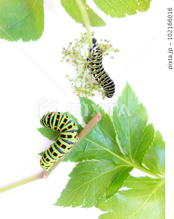 アゲハ蝶　アゲハチョウ　キアゲハ　蝶　チョウ 102166016