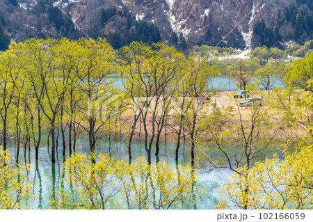 白川湖の水没林 山形県 飯豊町 白川湖の水没林 山形県 飯豊町 102166059