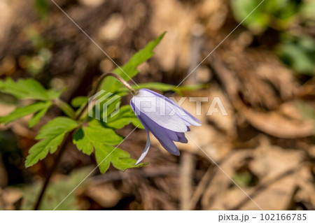 春の訪れを告げる花~菊咲一輪草~ 春の訪れを告げる花~菊咲一輪草~ 102166785