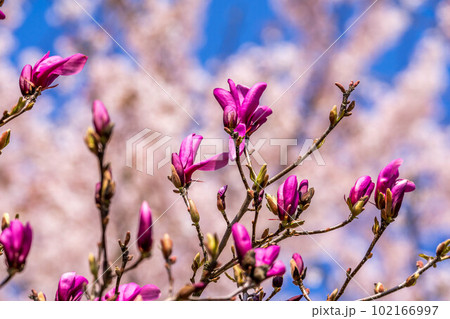 紫木蓮と櫻と春の陽ざしと 紫木蓮と櫻と春の陽ざしと 102166997