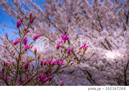 春の日差しと紫木蓮と桜 102167268