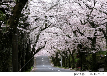 伊豆高原の桜のトンネル 102167493