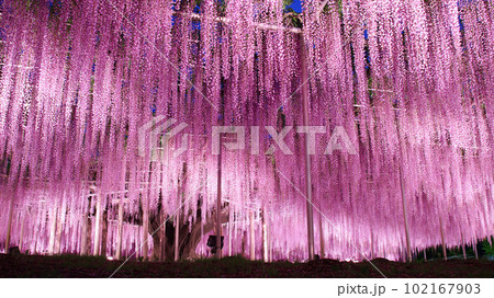 足利市　あしかがフラワーパーク　大藤のライトアップ 102167903