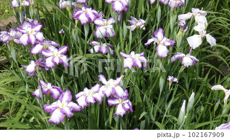 満開の花菖蒲の花 102167909