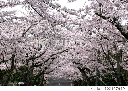 伊豆高原の桜のトンネル 102167949