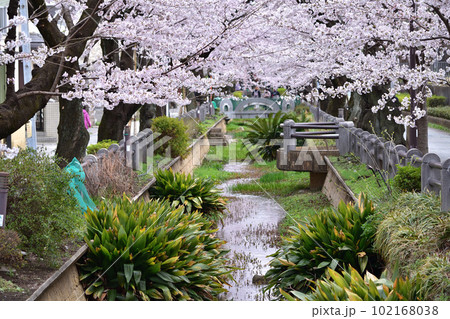 世田谷深沢・吞川親水公園の桜並木 世田谷深沢・吞川親水公園の桜並木 102168038