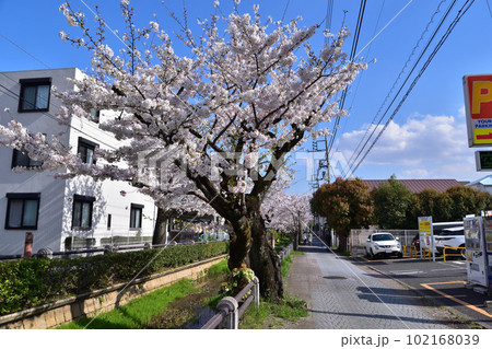 世田谷・深沢吞川親水公園の桜並木 102168039