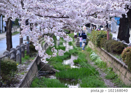 世田谷・深沢吞川親水公園の桜並木 102168040