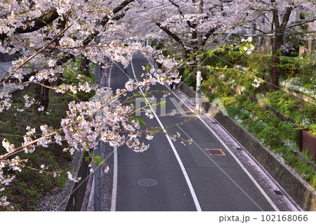 大田区・田園調布桜坂 大田区・田園調布桜坂 102168066