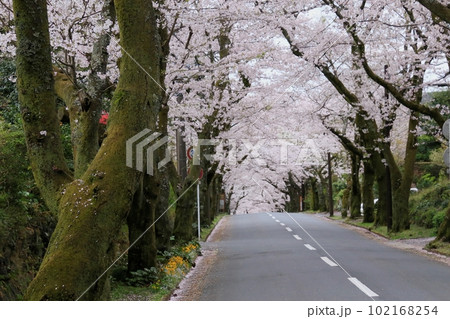 伊豆高原の桜のトンネル 102168254