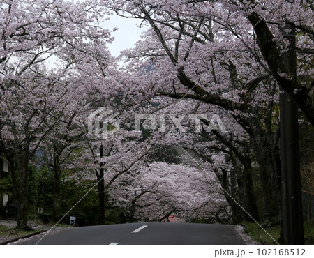 伊豆高原の桜のトンネル 伊豆高原の桜のトンネル 102168512