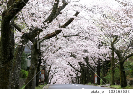 伊豆高原の桜のトンネル 102168688