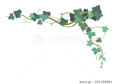 Ivy climbing plant, vegetation and exotic botany 102168881