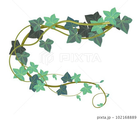 Hedera botany with leaves, ivy climbing plant 102168889