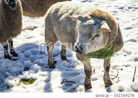 Flock of sheep at a snow covered meadow in County Donegal - Ireland 102169236