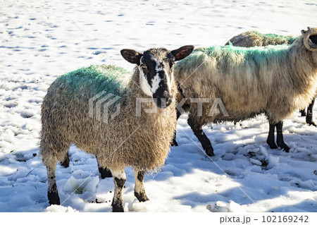 Flock of sheep at a snow covered meadow in County Donegal - Ireland 102169242