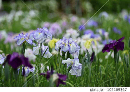上尾丸山公園花菖蒲園の花菖蒲の花 上尾丸山公園花菖蒲園の花菖蒲の花 102169367