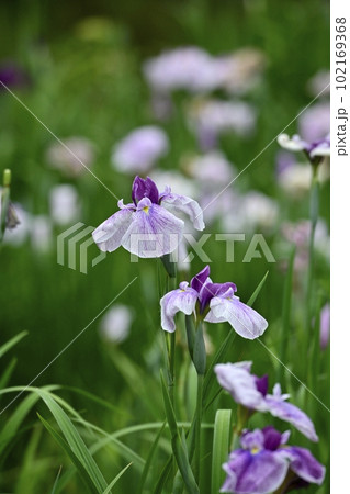 上尾丸山公園花菖蒲園の花菖蒲の花 102169368