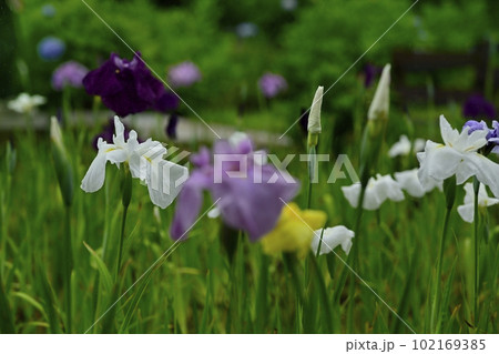 上尾丸山公園花菖蒲園の花菖蒲の花 上尾丸山公園花菖蒲園の花菖蒲の花 102169385