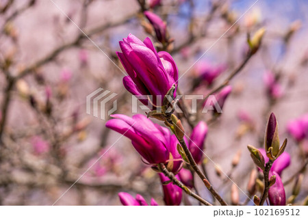 春の日差しと紫木蓮と桜 102169512
