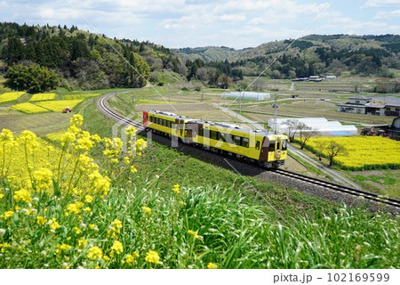 菜の花に囲まれた大船渡線を走る観光列車 102169599