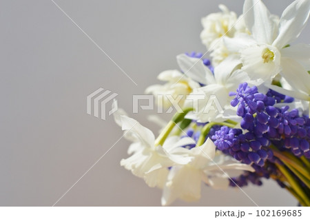 白い水仙と紫のムスカリの花　 102169685