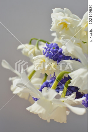 白い水仙と紫のムスカリの花　 102169686