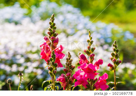 キンギョソウと後ろにタイムとネモフィラ 102169778