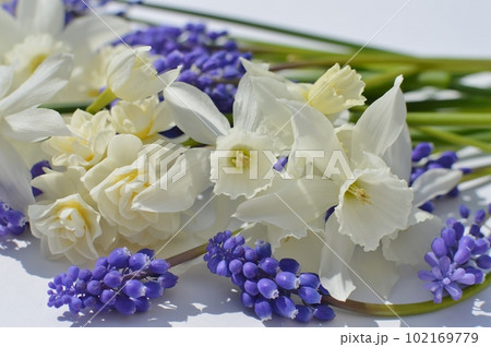 白い水仙と紫のムスカリの花 白い水仙と紫のムスカリの花 102169779