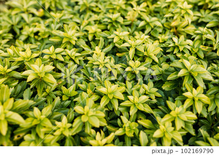 Japanese pachysandra or Pachysandra terminalis. Beautiful nature Green plant background. 102169790