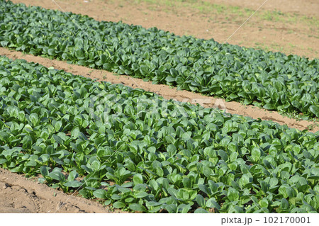 畑（小松菜） 102170001