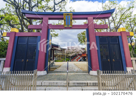 茨住吉神社 表鳥居 満開の桜(大阪市西区九条) 茨住吉神社 表鳥居 満開の桜(大阪市西区九条) 102170476
