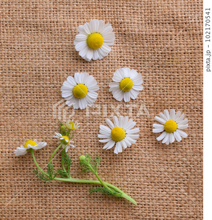 麻布に載せたカモミールの花、カモマイルの花びら 102170541