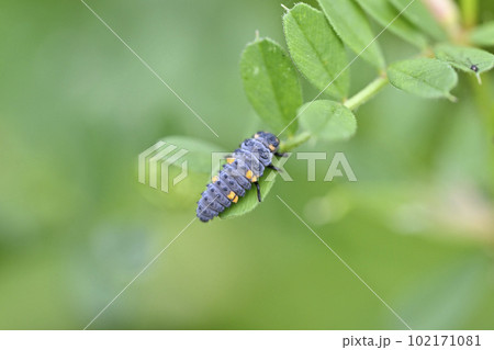 テントウムシの幼虫（ナナホシテントウの幼虫） 102171081