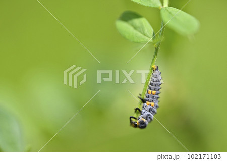 テントウムシの幼虫（ナナホシテントウの幼虫） 102171103