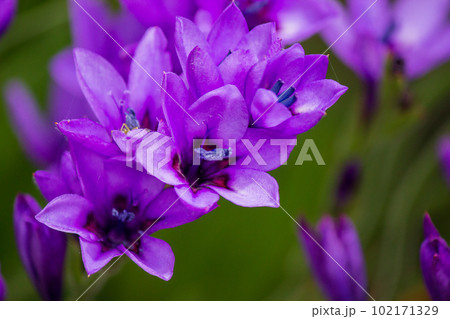咲き乱れる紫の花 咲き乱れる紫の花 102171329