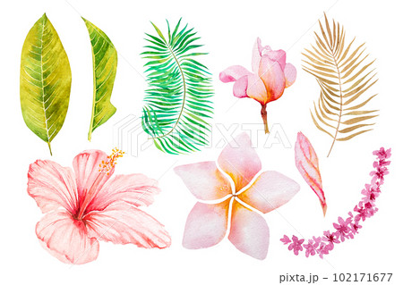 Watercolor tropical leaves and flowers. Botanical jungle illustration. exotic. watercolor set on white background Watercolor tropical leaves and flowers. Botanical jungle illustration. exotic. watercolor set on white background 102171677