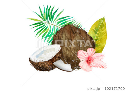 Watercolor illustration of the tropics. Coconut, tropical leaves and flowers on a colored background. 102171700