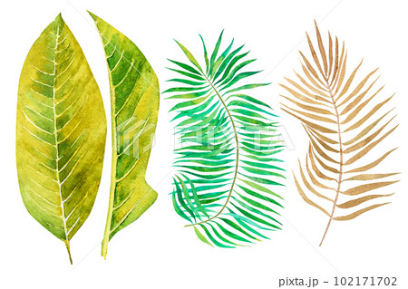 Watercolor tropical leaves and flowers. Botanical jungle illustration. exotic. watercolor set on white background Watercolor tropical leaves and flowers. Botanical jungle illustration. exotic. watercolor set on white background 102171702
