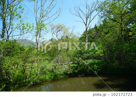 新緑の箱根湿生花園 102172723